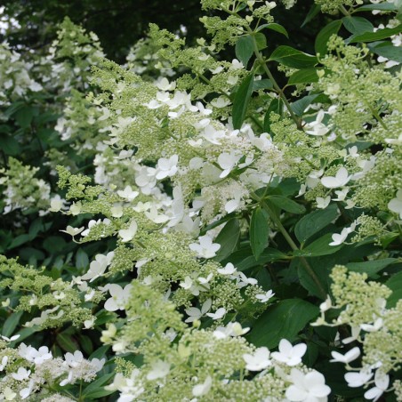 Hydrangea paniculata 'Greenspire' - flowers in summer