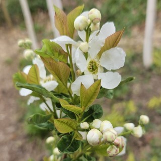 Exochorda serratifolia 'Snow White' - spring flowers