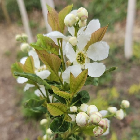 Exochorda serratifolia 'Snow White' - spring flowers