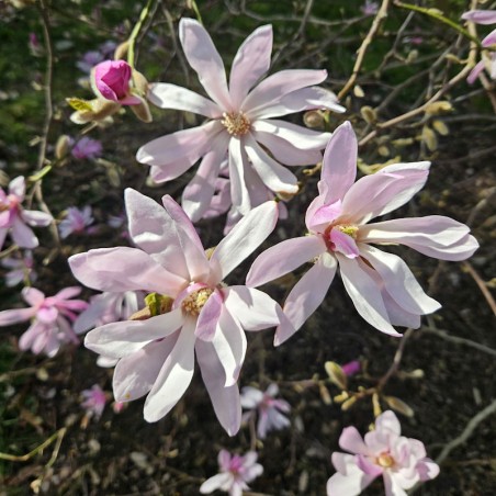 Magnolia x loebneri 'Leonard Messel' - spring flowers