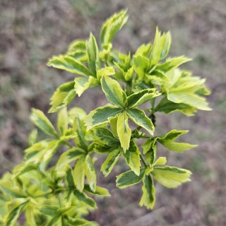 Eleutherococcus sieboldianus 'Variegatus' - young leaves in Spring.