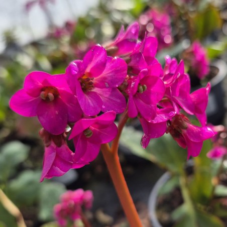 Bergenia 'Overture' - flowers in Spring