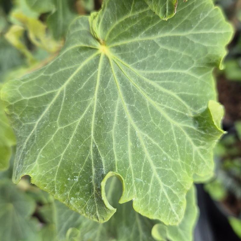Hedera helix 'Green Ripple'