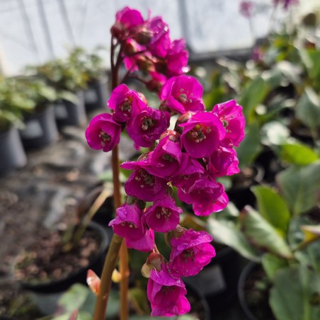 Bergenia 'Winterglut' ('Winter glow')