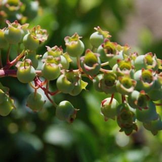 Vaccinium corymbosum 'Northland' - fruit