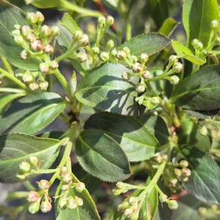 Aronia melanocarpa 'Hugin' - flowers in early summer