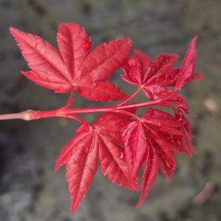 Acer palmatum 'Beni-maiko' - leaves in Spring