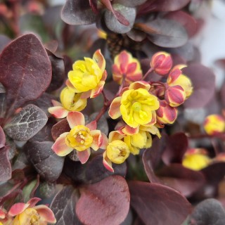 Berberis thunbergii 'Concorde' - flowers in spring