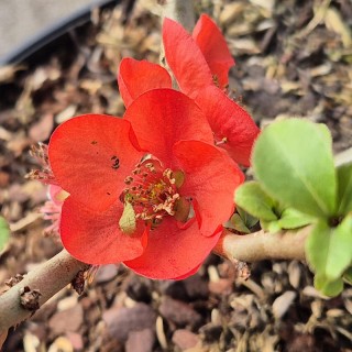 Chaenomeles speciosa 'Red Kimono' - spring flowers