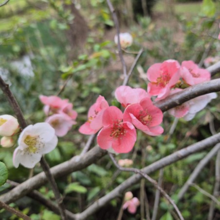 Chaenomeles x 'Toyo-Nishiki' - spring flowers Chaenomeles x 'Toyo-Nishiki' - spring flowers