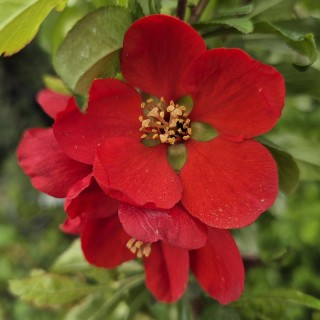 Chaenomeles x superba 'Crimson and Gold' - spring flowers
