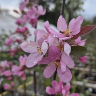 Malus 'Cowichan' - spring flowers