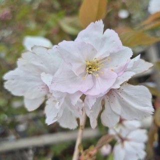 Prunus 'Sunset Boulevard' - spring flowers