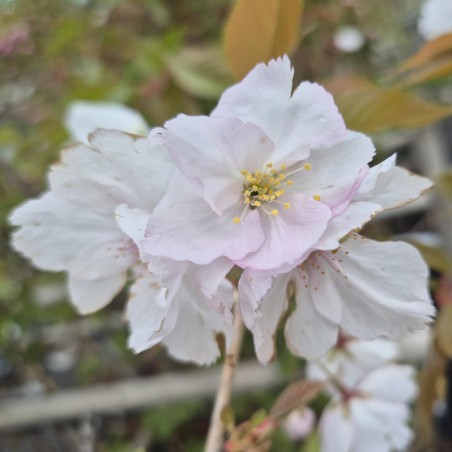 Prunus 'Sunset Boulevard' - spring flowers Prunus 'Sunset Boulevard' - spring flowers