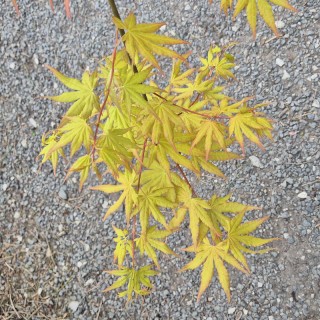 Acer palmatum 'Cascade Gold'