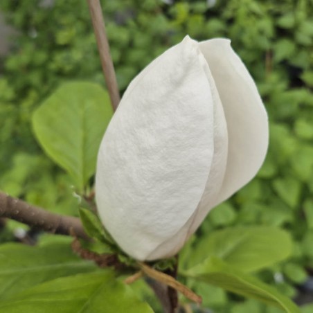 Magnolia 'Sybille' - flower buds Magnolia 'Sybille' - flower buds