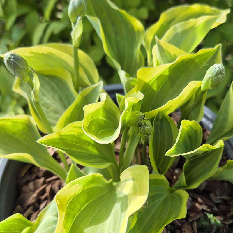 Hosta 'Golden Tiara'