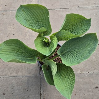 Hosta 'Big Daddy' - leaves unfurling in Spring