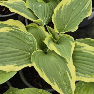 Hosta fortunei var. aureomarginata - leaves in early summer