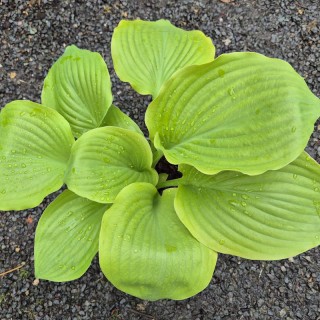 Hosta 'Sum and Substance' - leaves in Spring