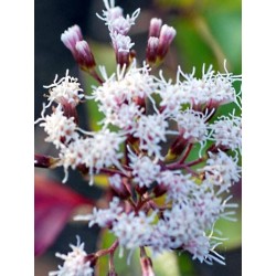 Ageratina ligustrina