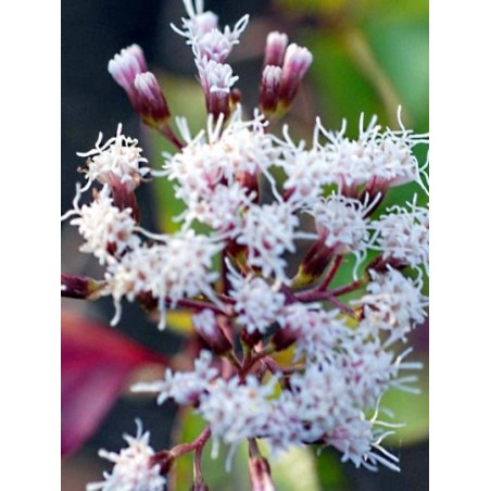 Ageratina ligustrina Ageratina ligustrina