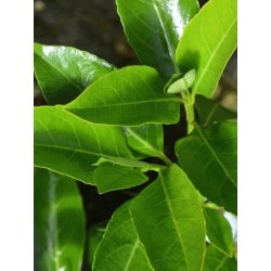 Viburnum odoratissimum var awabuki