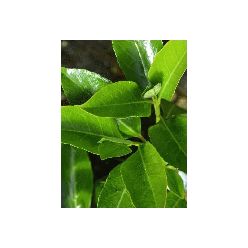 Viburnum odoratissimum var awabuki