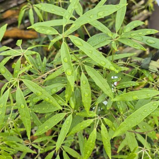 Holboellia latifolia var. angustifolia - young leaves in Spring