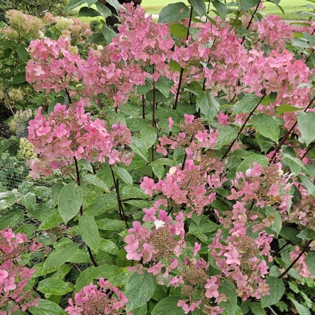 Hydrangea paniculata 'Wim's Red'