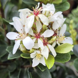 Rhaphiolepis umbellata 'Southern Moon' - flowers in Spring