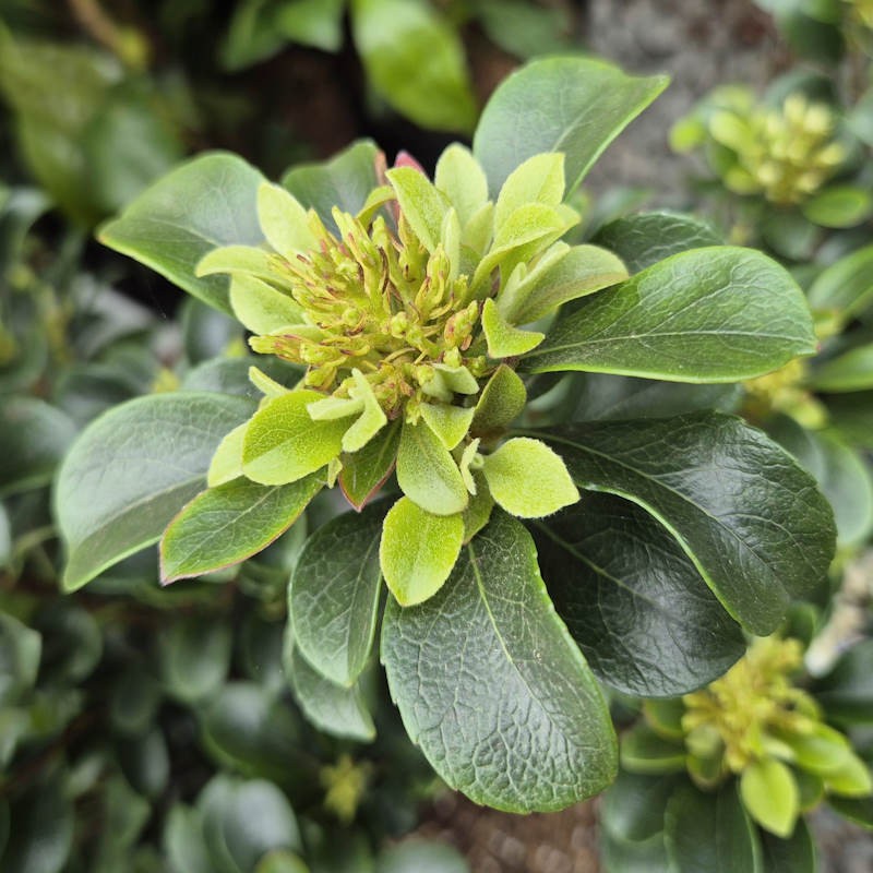Rhaphiolepis umbellata 'Southern Moon'
