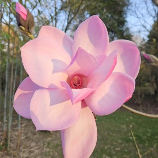 Magnolia 'Caerhays Belle' - Spring flowers