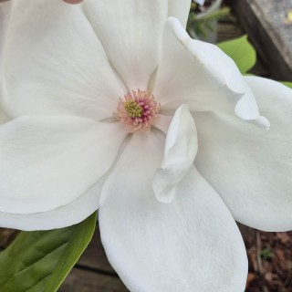 Magnolia 'Sybille' - spring flowers