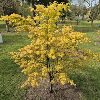 Acer palmatum 'Orange Dream' - specimen plant in spring