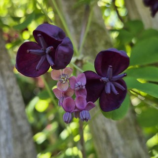 Akebia quinata 'Amethyst Glow' - spring flowers