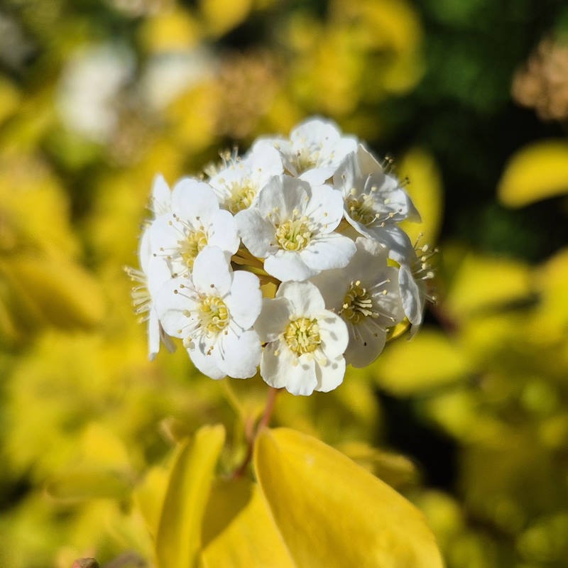 Spiraea × vanhouttei 'Gold Fountain' - spring flowers