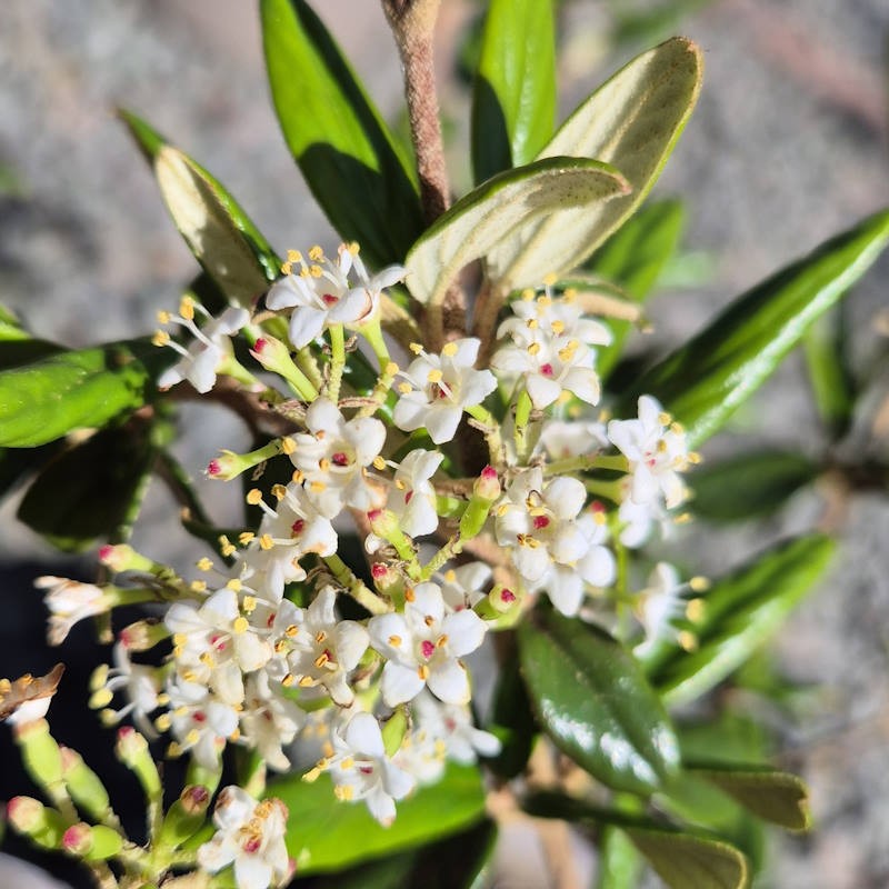 Viburnum utile - spring flowers