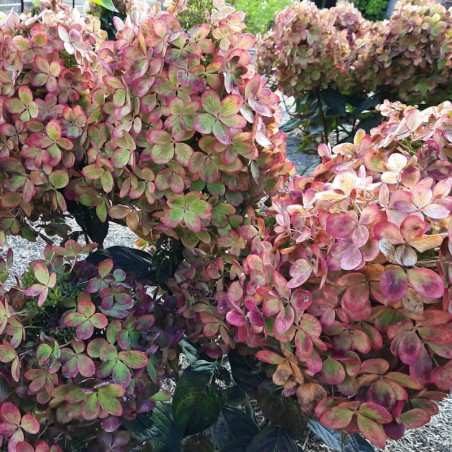 Hydrangea paniculata 'Pastel Green' - flowers turning pink in autumn
