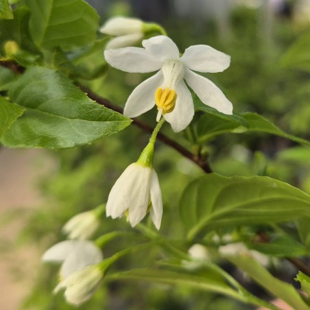 Sinojackia xylocarpa - flowers in May