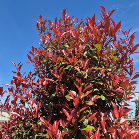 Photinia x fraseri 'Red Robin'