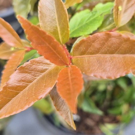 Euonymus trichocarpus 'Hayate' - young leaves in Spring