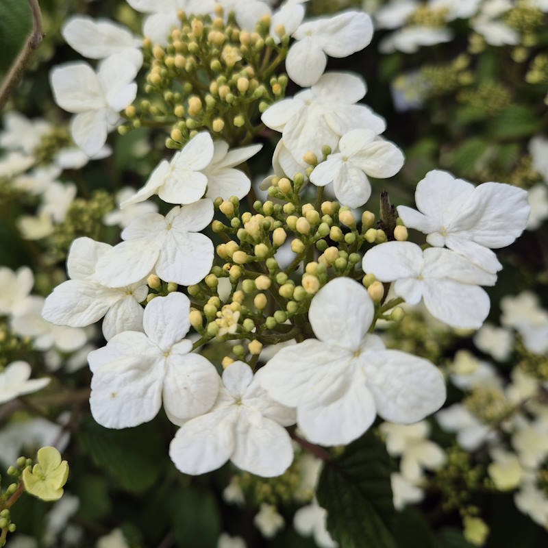 Viburnum plicatum 'Summer Snowflake' - flowers in May