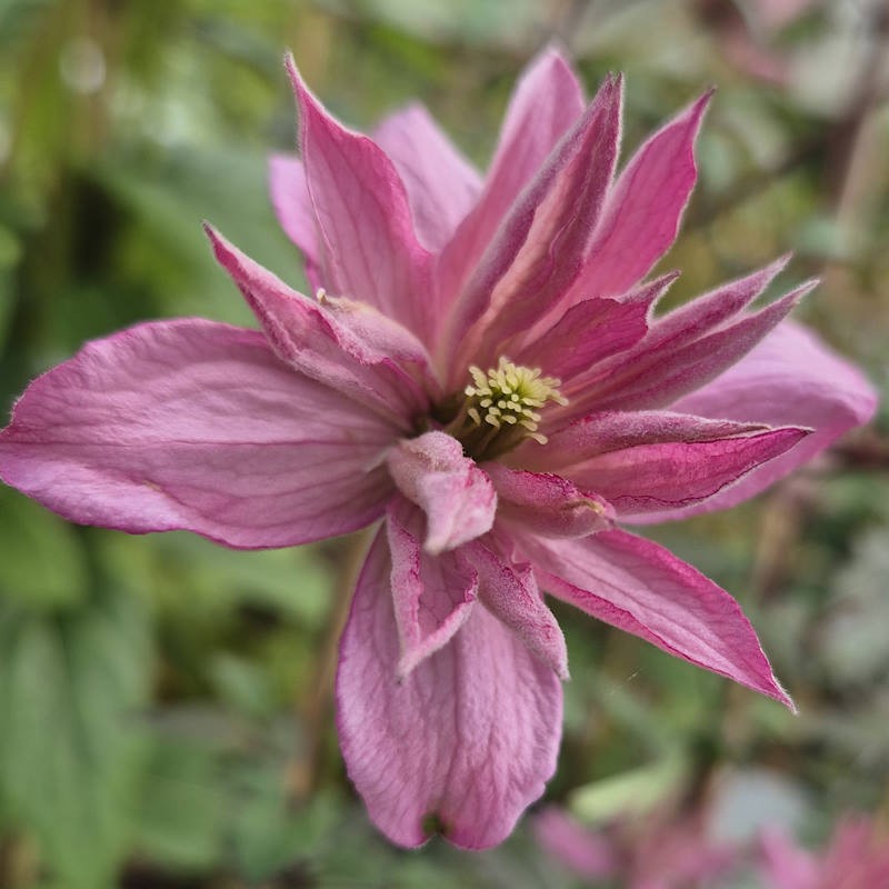 Clematis montana 'Broughton Star' - flowers in late spring