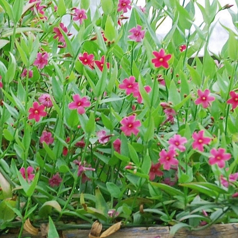 Jasminum beesianum - flowers in summer