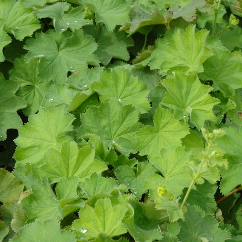 Alchemilla mollis - young leaves in Spring