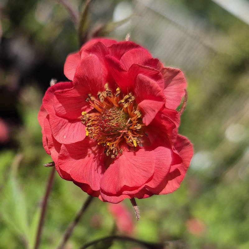 Geum 'Flames of Passion' - flowers in early summer