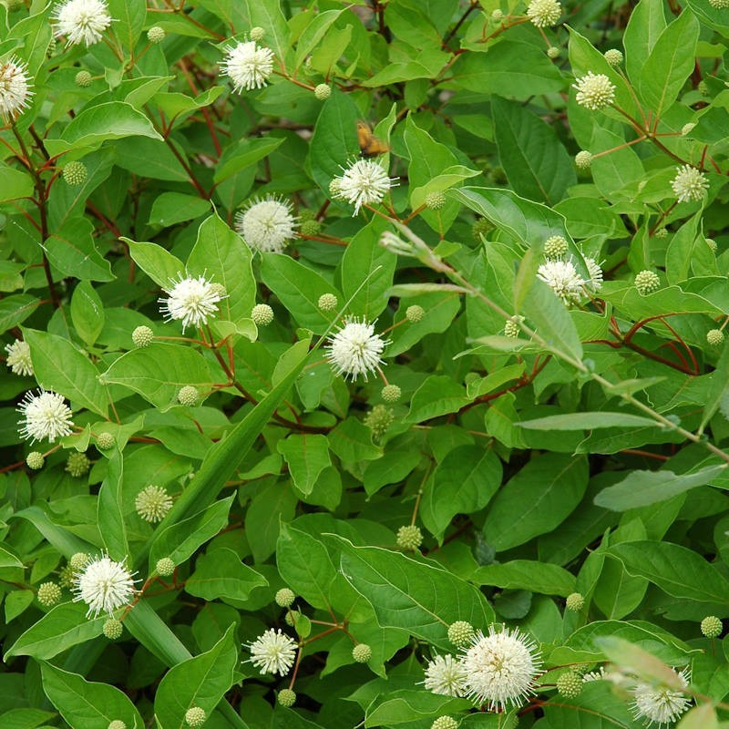 Cephalanthus occidentalis