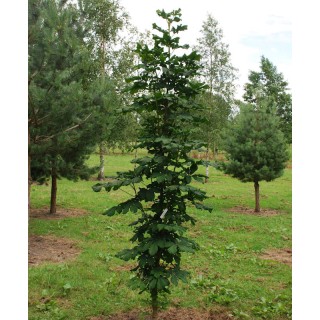 Aesculus hippocastanum 'Rowel Pillar' - narrow chestnut