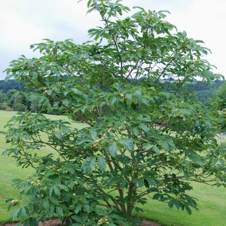 Aesculus x neglecta 'Autumn Fire' - established plant Aesculus x neglecta 'Autumn Fire' - established plant